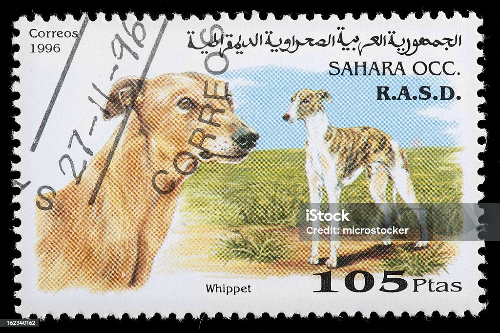 Sara Ocidental Arab República Democrática Selo postal com Whippet - Royalty-free Animal Foto de stock