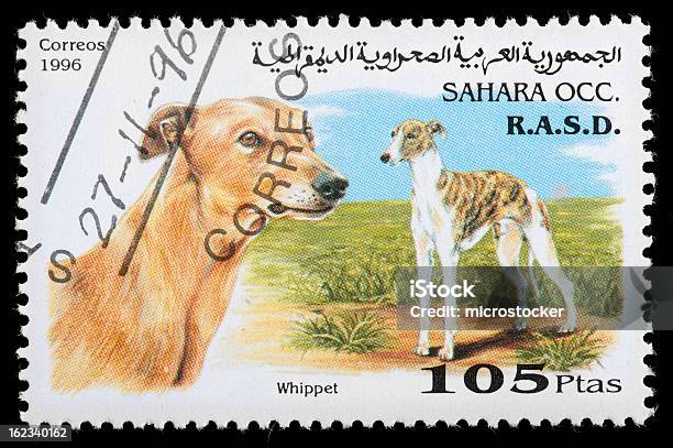 Sara Ocidental Arab República Democrática Selo Postal Com Whippet - Fotografias de stock e mais imagens de Animal
