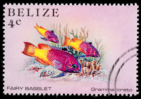 Colorful Fairy Basslet Fish on  Belize Postage Stamp. Fairy Basslet is the general name for the tropic members of the sea bass family. They are small colorful fish that have a wide range of colors. 