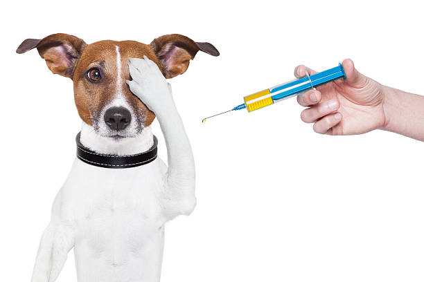 犬用ワクチン接種 - dog illness humor pets ストックフォトと画像
