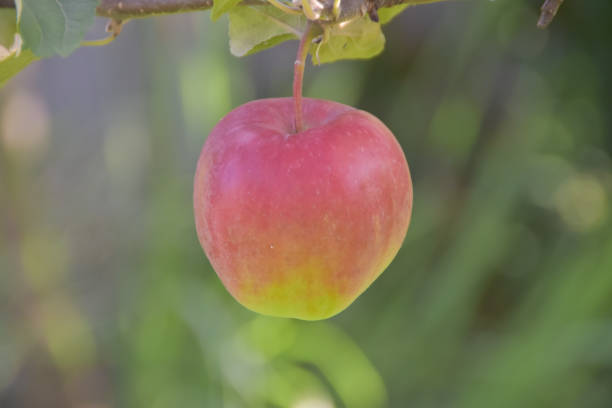 istock a  ripe apple hangs on a tree photo without filters 1623428585