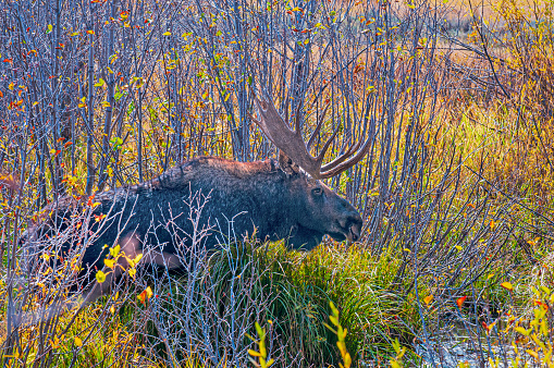 Bull Moose walking through boggy area in Grand Teton National park