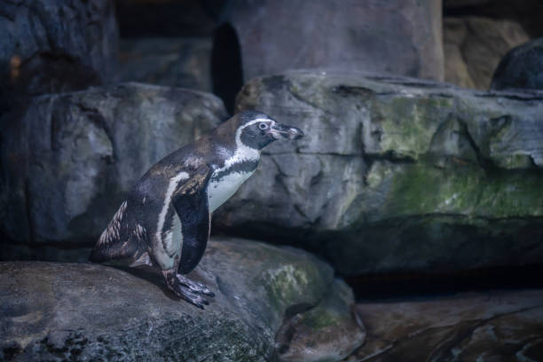 istock Fairy penguin or little penguin 1623439807