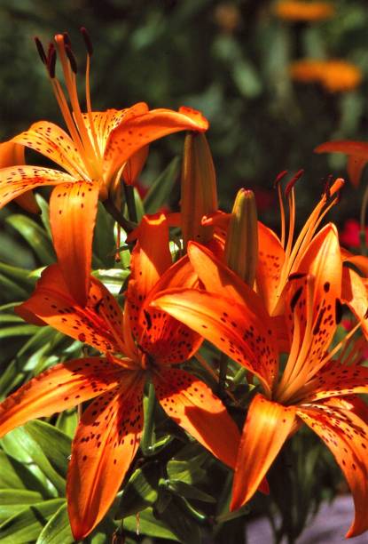 istock Lilies - Goshen, Indiana 1623445167