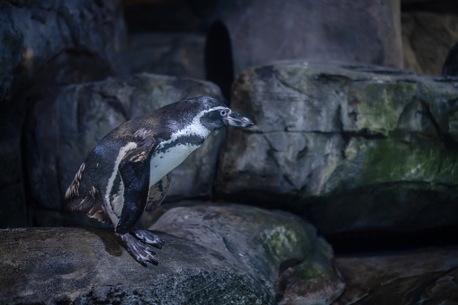 Closeup of two isolated humboldt penguins in conversation with each other, natural water birds in a cute animal concept, symbol for gossip, rumor, indiscretion or environment protection