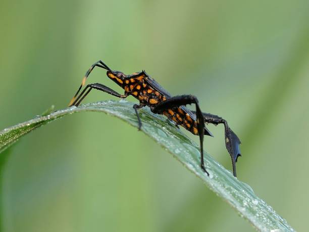 istock Macro of a small Predator (Reduviidae) perched atop a leaf against a blurred green backdrop 1623447114