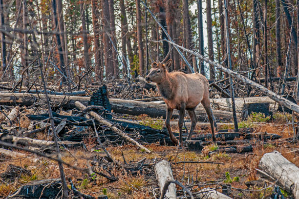 istock Young Elk in the Trees 1623447852
