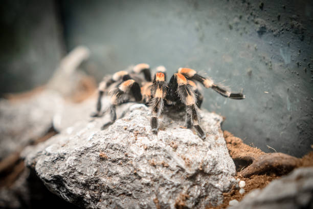 istock Th Beautiy of Tarantulas Spider 1623460542
