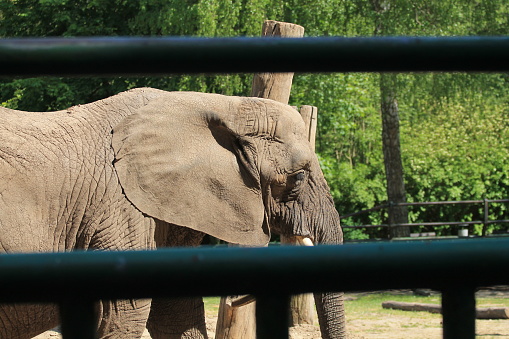 Profile of part of the head of an Asian (Indian) elephant, Elephas maximus indicus, highlighting the eye. There are trees in the background. Kaziranga National Park, Assam, India.