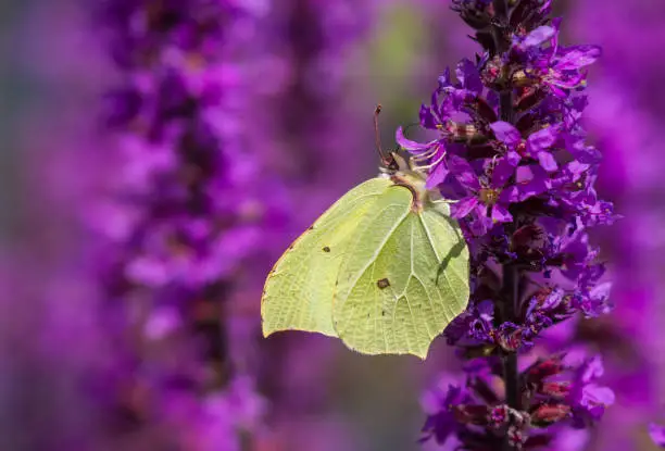 Photo of Male Gonepteryx rhamni, commonly named the common brimstone