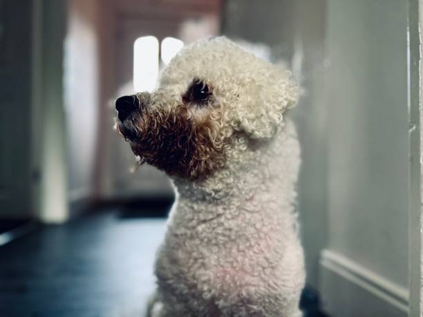 istock A cute dog looking away from the camera 1623472069