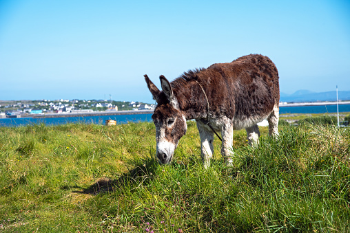 Portrait Domestic Donkey on the field in Inishmore, Aran Island, Co, Galway, Ireland,