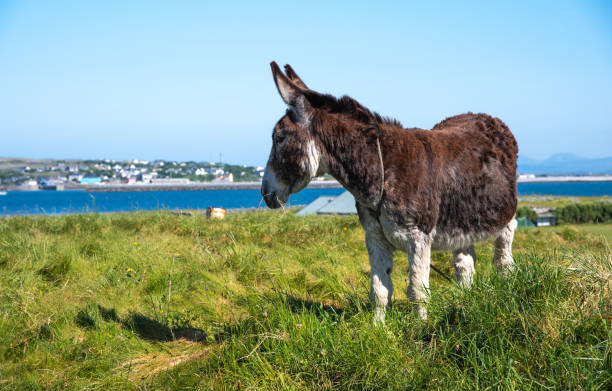 istock Portrait Domestic Donkey 1623472600