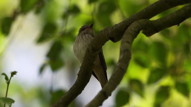 A spotted flycatcher (Muscicapa striata) singing from a branch in spring