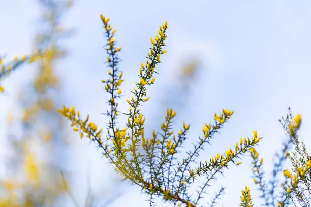 Yellow-flowered branch of Gorse shrub. In background there are more out-of-focus plants. Mediterranean plant. Winter.