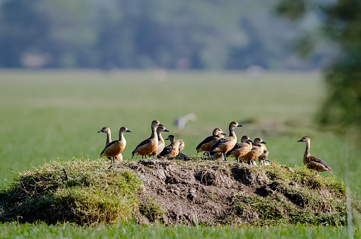Lesser whistling duck are grazing on green grassland or marshland near pond.