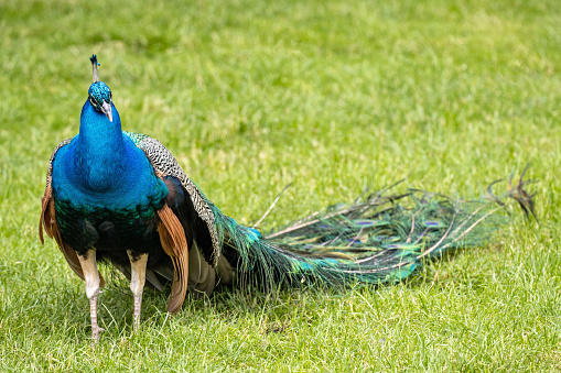 male Indian peafowl (Pavo cristatus) on meadow