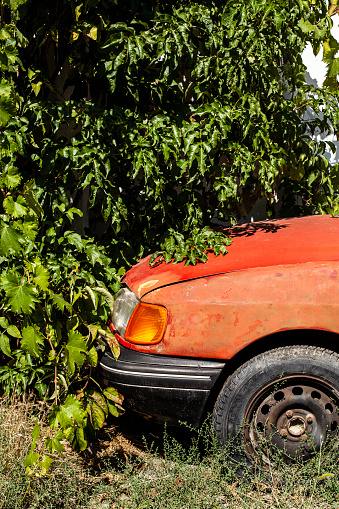 Abandoned red car in dense vegetation. Close-up. Concept of unwanted things.