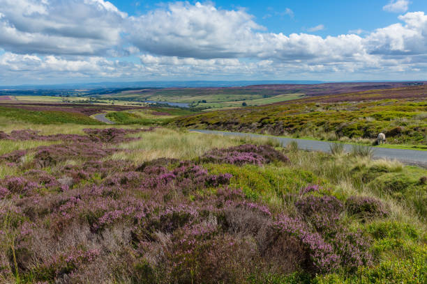 pott moor high road zwischen lofthouse und masham im sommer, wenn das moor mit lila heidekraut bedeckt ist und das leighton reservoir in der ferne. nidderdale, aonb - area of outstanding natural beauty stock-fotos und bilder