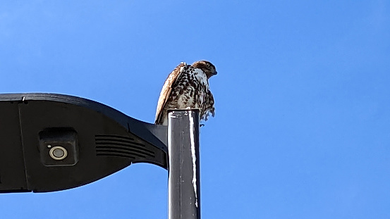 A snapshot of a hawk perched atop a street light under a clear blue sky.