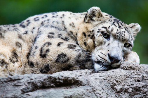 Close-up shot of an adult snow leopard, resting on a rock. Leopard is looking at camera.  Taken on a Canon 400mm f/2.8 lens from a short distance away.