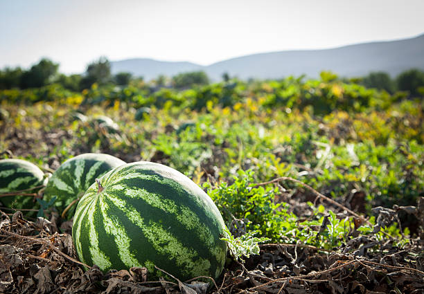 wassermelone - cultivated growth agriculture vegetable stock-fotos und bilder