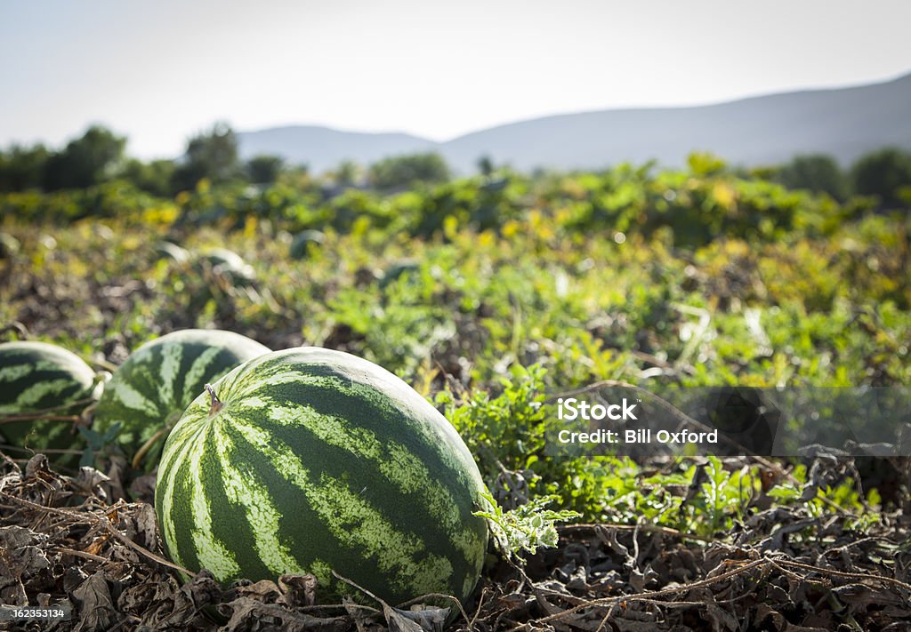 Watermelon Close-up of watermelon in field Watermelon Stock Photo