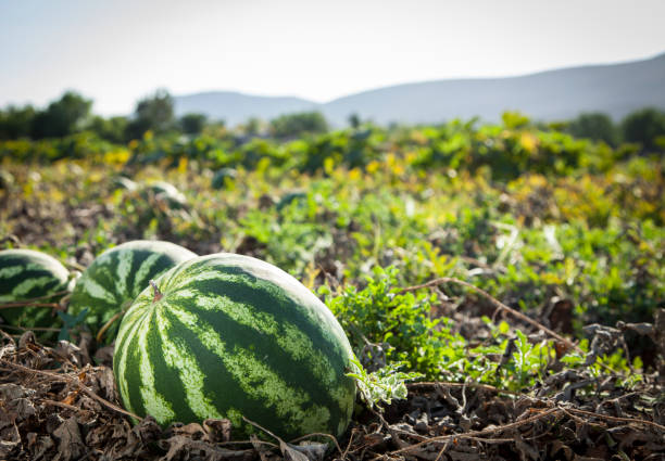 Watermelon Close-up of watermelon in field watermelon stock pictures, royalty-free photos & images