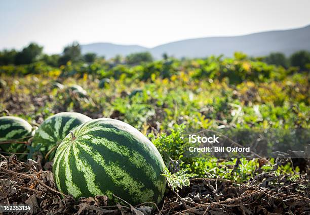 Watermelon Stock Photo - Download Image Now - Watermelon, Agricultural Field, Growth