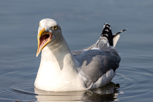 adult European herring gull (Larus argentatus) on water