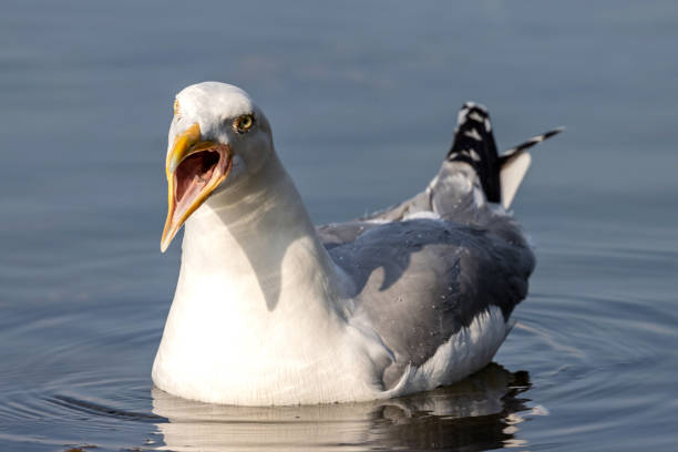 взрослая европейская серебристая чайка (larus argentatus) на воде - herring gull стоковые фото и изображения