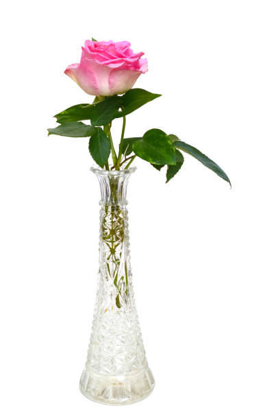istock Pink rose in vase 1623538616