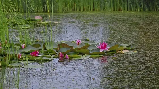  Bog Garden With Carnivorous Plants