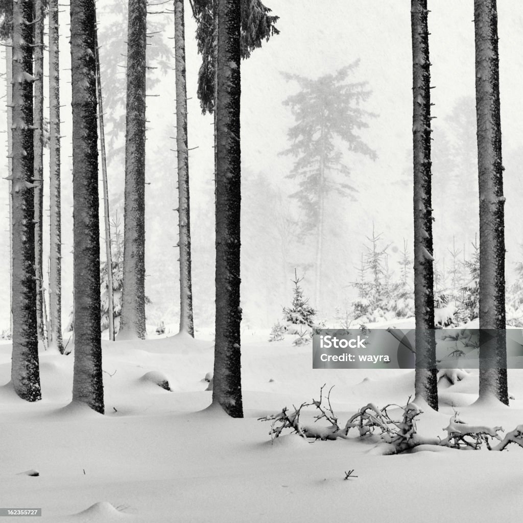 Spruce tree forest in Schnee-Wetter - Lizenzfrei Abgeschiedenheit Stock-Foto