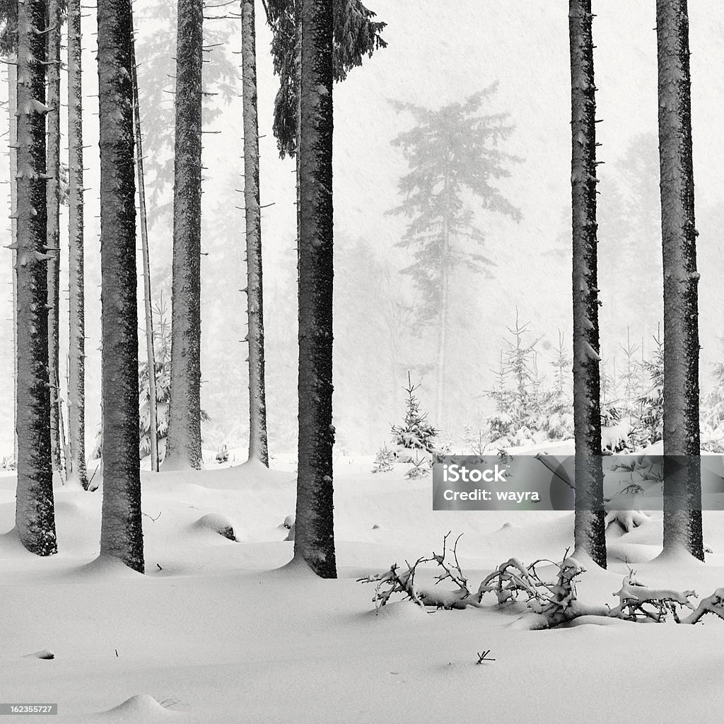 スプルースの木の森にスノーイー天候 - スクエアのロイヤリティフリーストックフォト