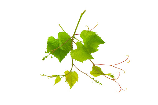 Fresh green grapes with leaves. Isolated on white.