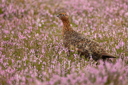 Red Grouse, Scientific name: Lagopus Lagopus. Close up of an alert male Red Grouse with red eyebrow, facing left in blooming pink heather on managed grouse moorland.  Horizontal. Space for copy.