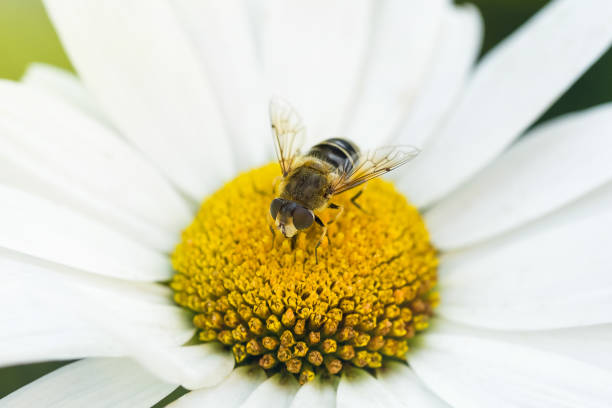 istock A bee collects pollen from a chamomile flower. 1623570363
