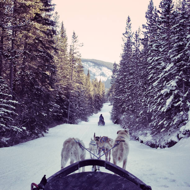 собачьи нарты в снегу на канадские скалистые горы - rocky mountains canada mountain winter стоковые фото и изображения