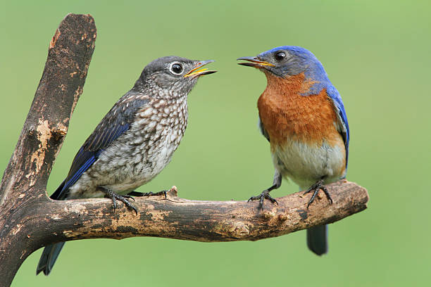 istock Male Eastern Bluebird With Baby 162357676