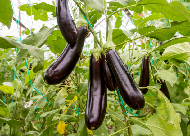 istock Greenhouse eggplant field agriculture (Turkey / Antalya) 1623585097