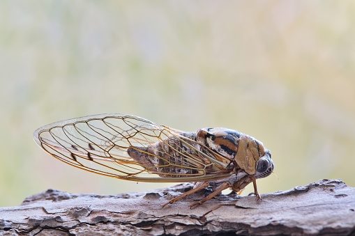 Western Dusk Singing Cicada (Megatibicen resh) sitting on tree bark in Houston TX, side view. Macro image with copy space. Insect species is found in North America.