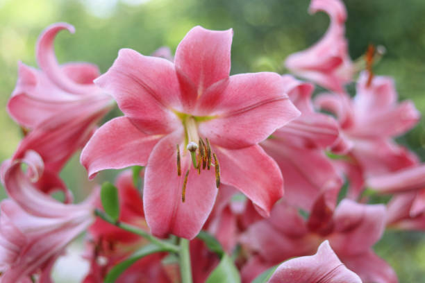 istock Red Stargazer Lily flowers background. 1623597780