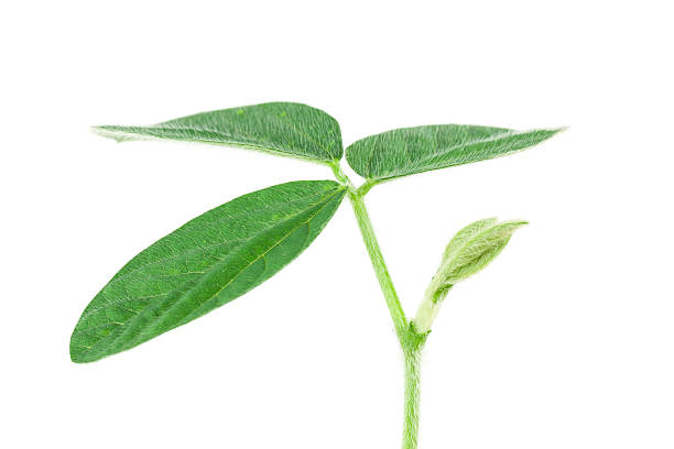 Soy plant stock photo