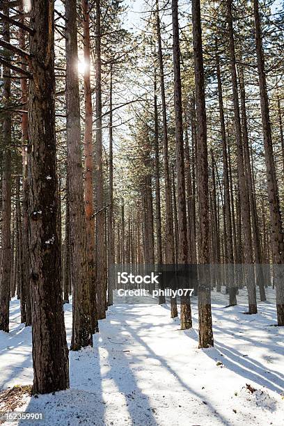 Foto de Luz Solar Na Floresta e mais fotos de stock de Bosque - Floresta - Bosque - Floresta, Cena de tranquilidade, Dia