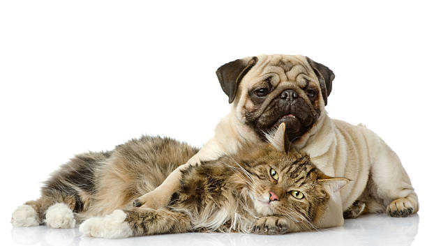 Dog and cat laying together on a white background the dog and cat lie together. isolated on white background  pug isolated stock pictures, royalty-free photos & images