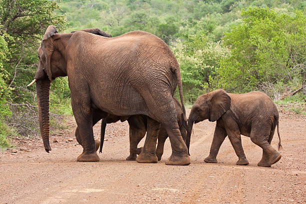 istock Elephant family crossing the road 162360297