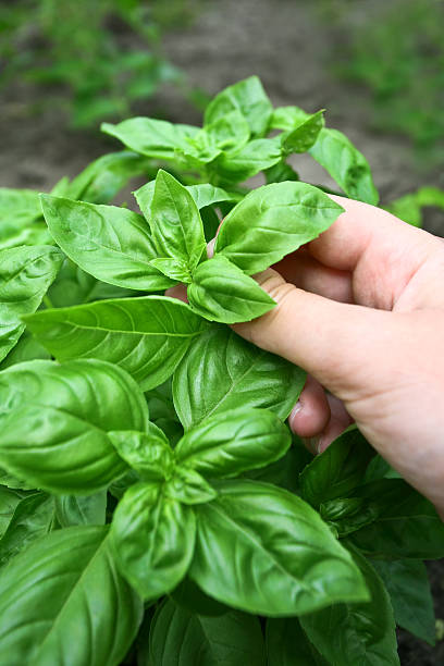 Fresh basil in the herb garden http://dl.dropbox.com/u/2843504/infrontphoto/vegetables-and-herbs.jpg vibrant color lifestyles vertical close up stock pictures, royalty-free photos & images