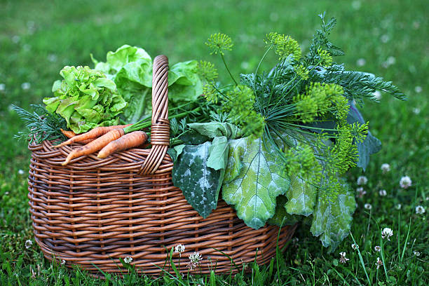 istock Homegrown vegetables in a garden basket 162360396