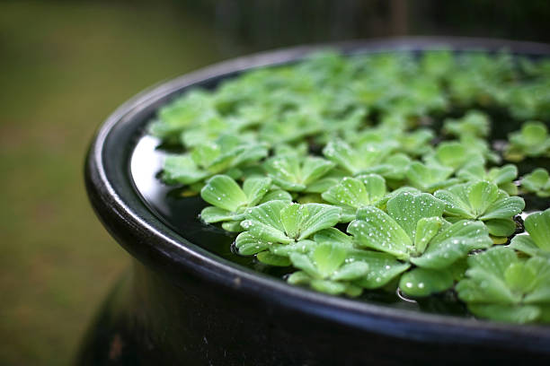 zen воды сад - water lettuce plant water plant water стоковые фото и изображения